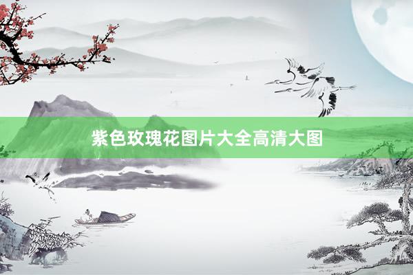 紫色玫瑰花图片大全高清大图